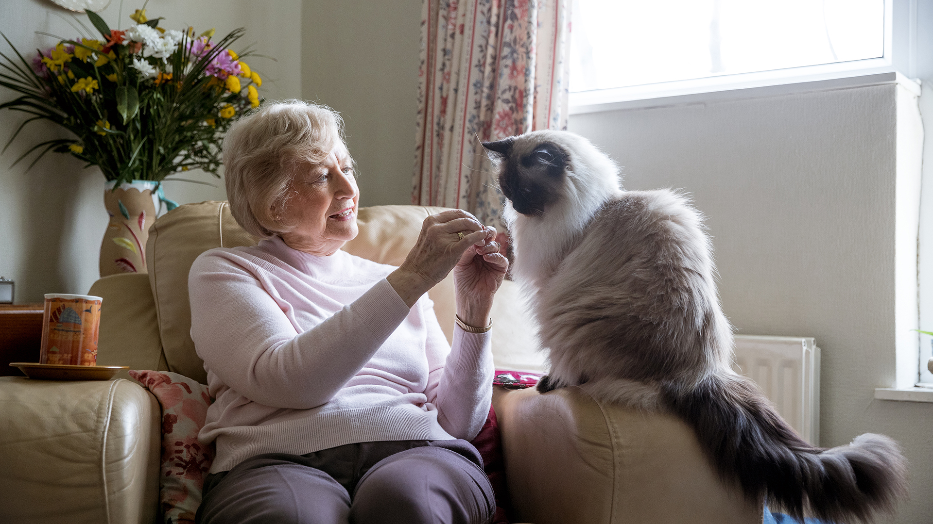 one of the best companion pets for seniors is a ragdoll cat. A senior woman sits on the couch with her ragdoll cat