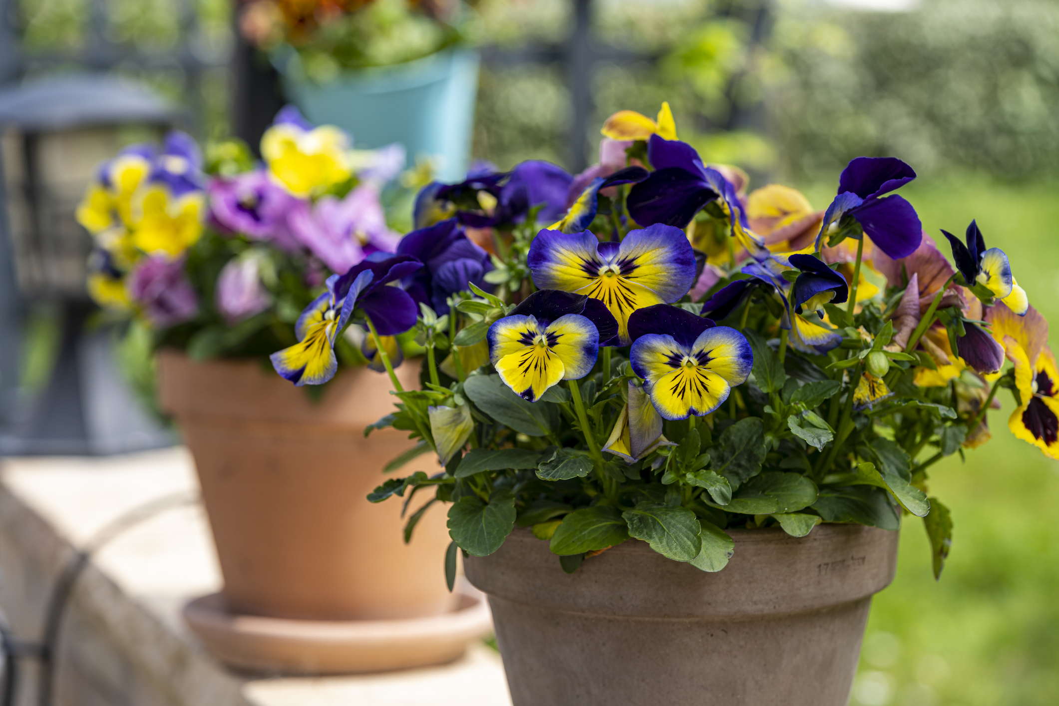 Massif de fleur de pensée Pansy potted flowers