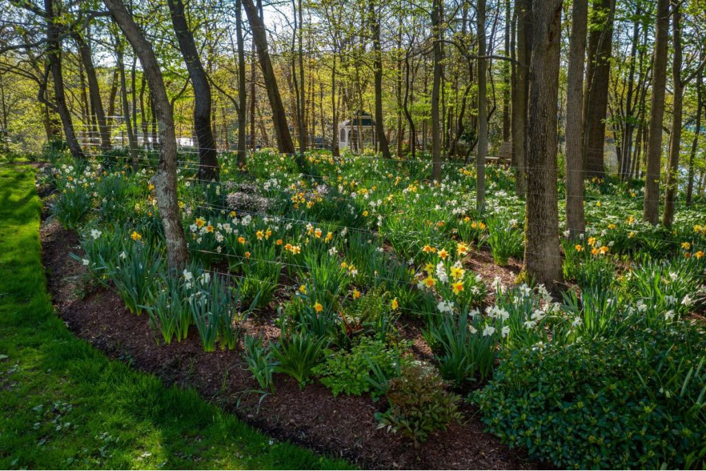 Ginger Cove daffodils